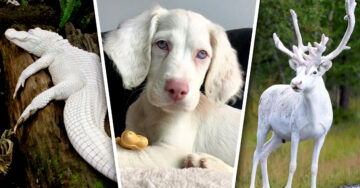 17 Asombrosos animales albinos que te impactarán con su belleza