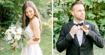 Mariposa convierte sesión de fotos de boda en un cuento de hadas