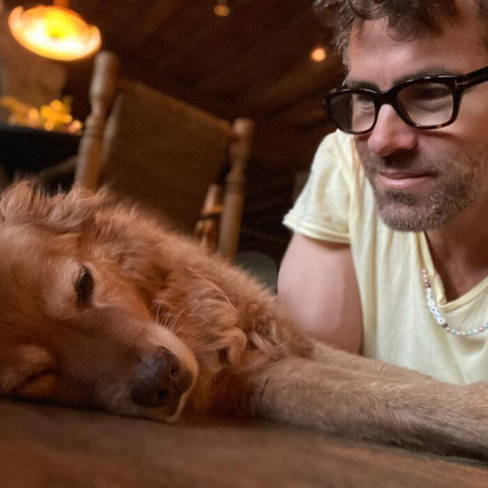 Famosos que han adoptado mascotas, perros o gatos; Ryan Reynolds mirando a su perrito golden retriever color miel, Baxter
