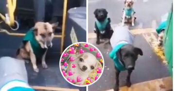 Choferes de autobuses adoptan a perritos callejeros para que los acompañen
