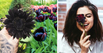 13 Tipos de plantas negras que tu jardín y tu corazón dark necesitan