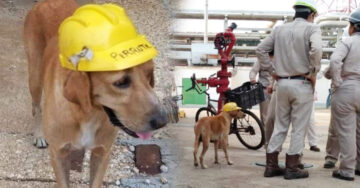 Perrito rescatado acompaña a su dueño a trabajar todos los días