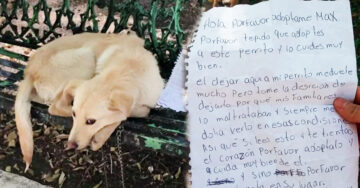 ‘Por favor, adóptalo’; abandonan a perrito en una banca con una emotiva nota