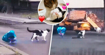 Gatito ‘enamorado’ encuentra globo de helio y se lo lleva a su minina