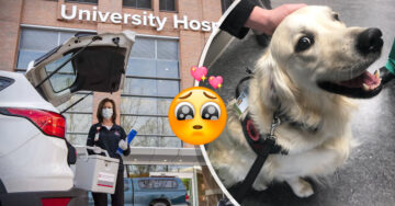 Hospital contrata a perrito de terapia para animar a sus empleados y pacientes