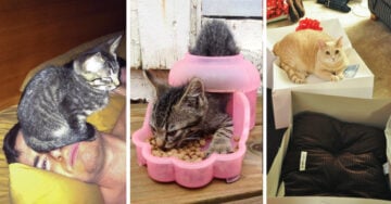 21 Pruebas de que los gatos tienen una lógica fuera de nuestra comprensión