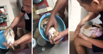 Enseña a su hijo cómo bañar a un recién nacido y usa un gatito como ejemplo