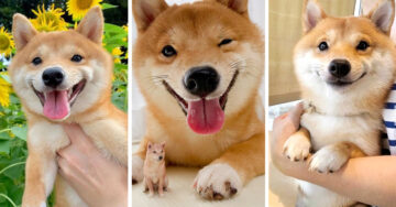 Este perrito shiba inu tiene la sonrisa más adorable del mundo