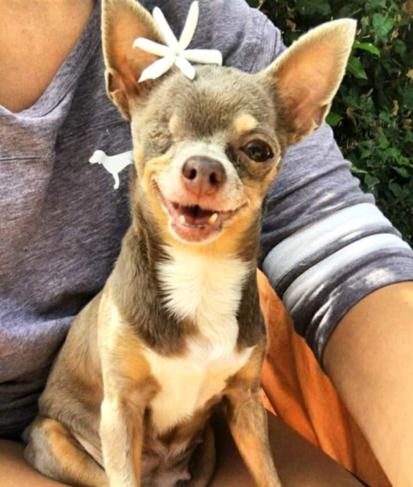 Perros sonriendo; perrito chihuahueño de pelo corto color gris, café y blanco con pecho blanco, con un ojo