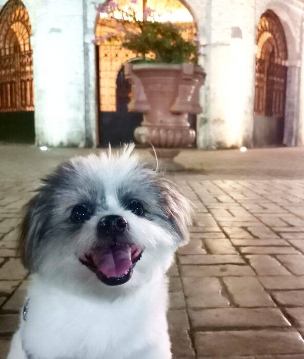 Perros sonriendo; perrito cachorro peludo color blanco con manchas grises