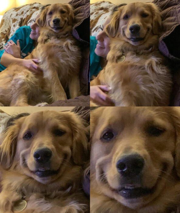 Perros sonriendo; perrito golden retriever color miel sentado en el sillón con su dueña