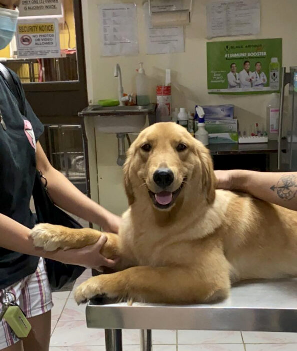 Perros sonriendo; perrito adulto golden retriever color dorado en el veterinario