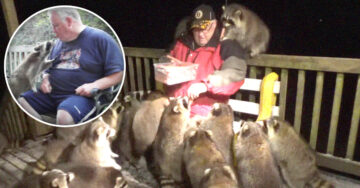 Viudo alimenta a mapaches para hacer realidad la última voluntad de su esposa
