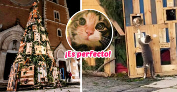 Crean arbolito de Navidad con casas para gatitos callejeros en Italia