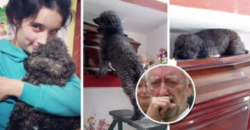 Su dueña murió hace cuatro años pero este cachorro sigue visitando su tumba