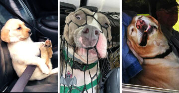 25 Perritos que sacan su lado más gracioso al viajar en carro