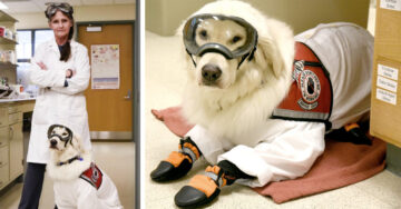 Adorable perrito usa traje de protección para trabajar junto a su dueña