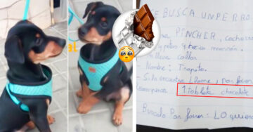 Niño ofrece una barra de chocolate a quien encuentre a su perrito perdido