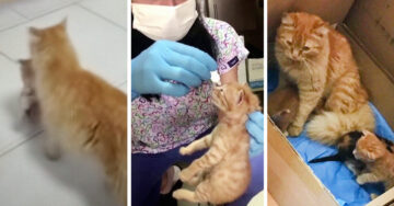 Esta gatita llevó a sus bebés a un hospital; quería asegurarse de que estuviera bien