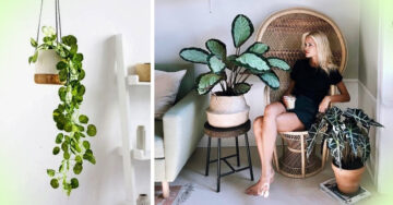 15 Ideas de decoración con plantitas que te encantarán