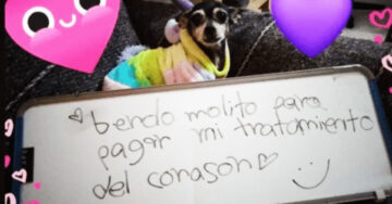 Perrita vende mole para pagar su tratamiento del corazón y enamora a internet