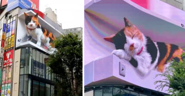 Aparece una cartelera gigante e hiperrealista de un gato en Tokio y es la motivación de los transeúntes