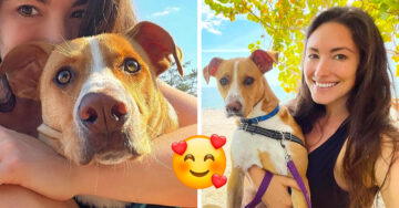 Mujer adopta a un perrito callejero que la siguió en un paseo y ahora viajan juntos a todos lados