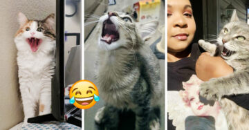 La gente está compartiendo fotos de gatos maullando y el resultado es alegría pura