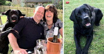 ¡Alerta de dulzura! Labrador hizo el mejor ‘photobomb’ junto a su familia