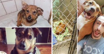 15 Fotos antes y después de perritos que demuestran lo transformador que puede ser la adopción