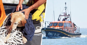 Bote salvavidas pone a salvo a perro que nadaba perdido en medio del mar