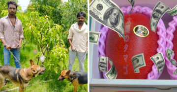 Plantan por error el mango más caro del mundo; ahora su patio está custodiado por 4 guardias y 9 perros