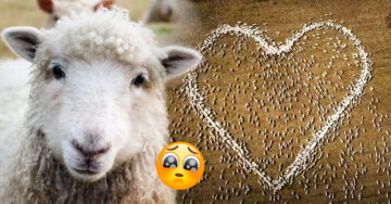 No pudo asistir al funeral de su tía y se despide de ella formando un corazón con sus ovejas