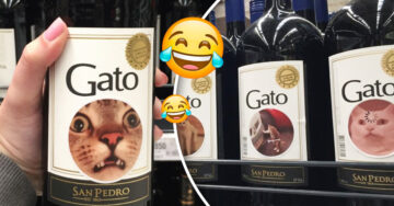 Pega memes de gatos en botellas de vino ‘Gato’ y la marca lo contacta para trabajar juntos