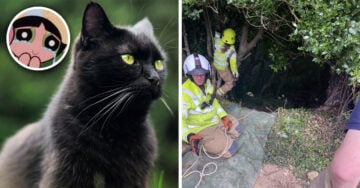 Gatito alerta a los vecinos para que salven a su dueña porque cayó en una zanja con púas