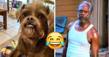 Pareja muestra al perrito que rescataron e Internet lo compara con Samuel L. Jackson