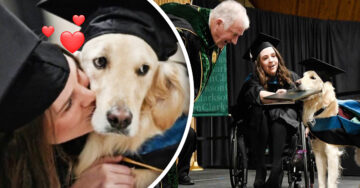 Su dueña pudo graduarse y este perrito de asistencia también fue premiado por ayudarla