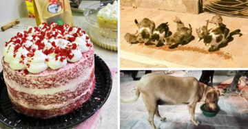 Heroína vende pasteles y con las ganancias alimenta a más de 50 animales callejeros