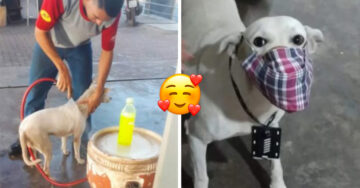 Perrito es abandonado y los empleados de una gasolinera lo adoptan y le dan trabajo