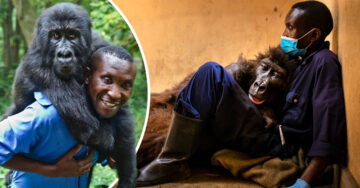 Ndakasi, la famosa gorila del Congo, falleció en los brazos del hombre que la cuidó toda su vida