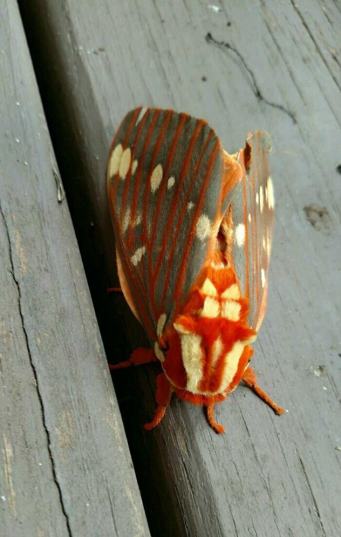 Mariposa naranja con gris ;Personas comparten los insectos más lindos que han visto