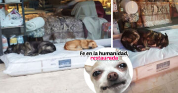Dueño de tienda de muebles le da a perritos sin hogar colchones para que duerman cómodos