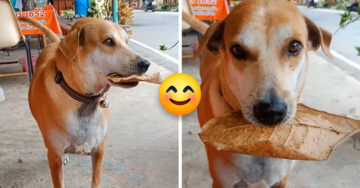 ¡Lomito responsable! Intenta pagar su comida con hojas que recolecta de un árbol todos los días