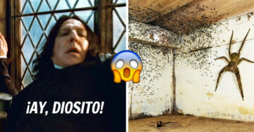 ¡Como de película de horror! Hombre encuentra una enorme araña y cientos de crías bajo su cama