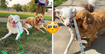 ¡Qué tierno! Perrito acaricia la nariz de su amigo ciego para que sepa cada vez que llega