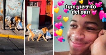 ¡Lomito repartidor! Perrito carga una bolsa de pan hasta su casa y se vuelve viral en TikTok