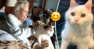 El gatito más viejo de un refugio encontró un hogar; y lo adoptó una mujer de 101 años