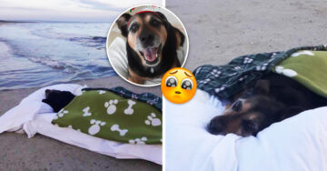 Llevó a su perrita a su playa favorita para que sintiera mejor cuando enfermó de gravedad