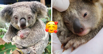 ¡Esto hay que celebrarlo! Australia le da la bienvenida al primer bebé koala luego de los terribles incendios