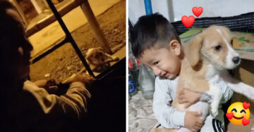 Niño vio a un perrito de la calle llorar y lo rescató; dio una tierna lección a internet